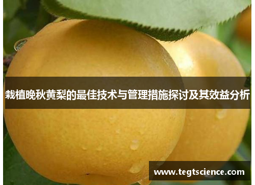 栽植晚秋黄梨的最佳技术与管理措施探讨及其效益分析