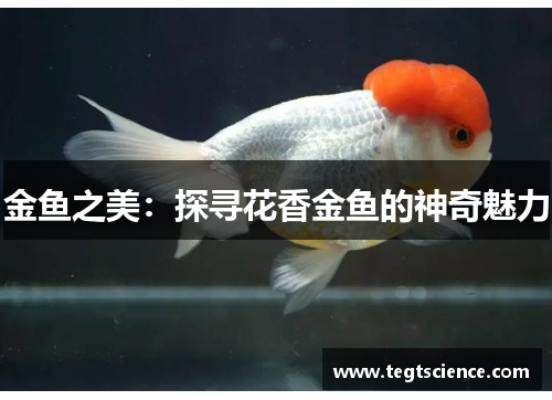 金鱼之美：探寻花香金鱼的神奇魅力
